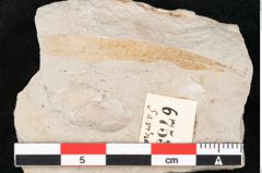Foto (Detailansicht) von Glyptostrobus europaeus Brongniart (NHMW-GEO-2024-0188-6753)